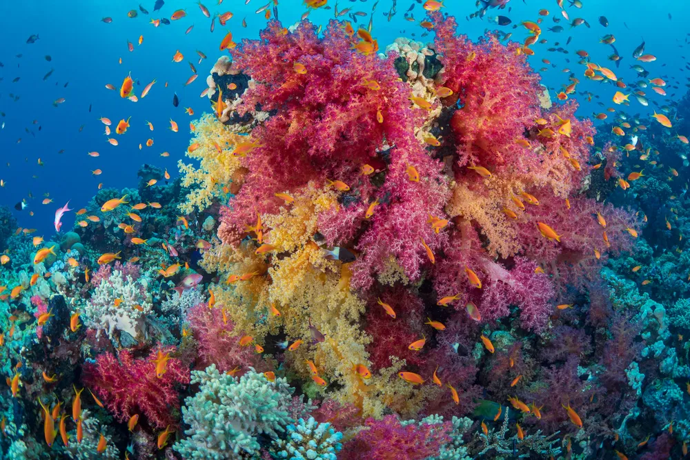A Red Sea reef densely covered in pink and yellow soft corals, with hundreds of small orange fish in blue water.